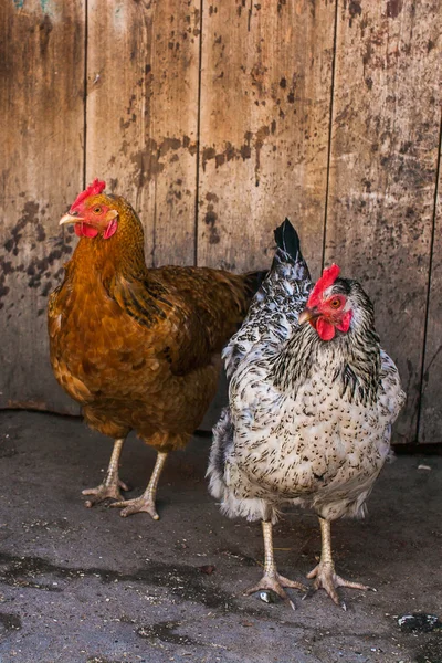 Deux poulets dans la cour et regardent sur le côté — Photo