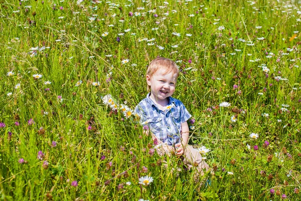 The boy on the camomile field — Stock Photo, Image