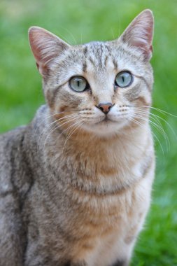 Bahçedeki kedi
