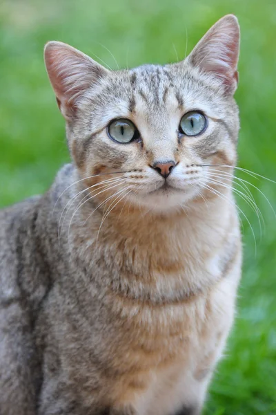 Bahçedeki kedi