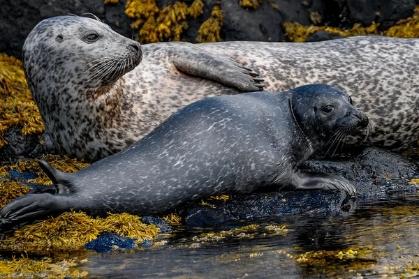 Baby seal — Stock Photo, Image