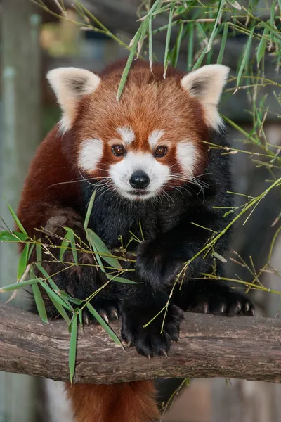 Panad rojo — Foto de Stock