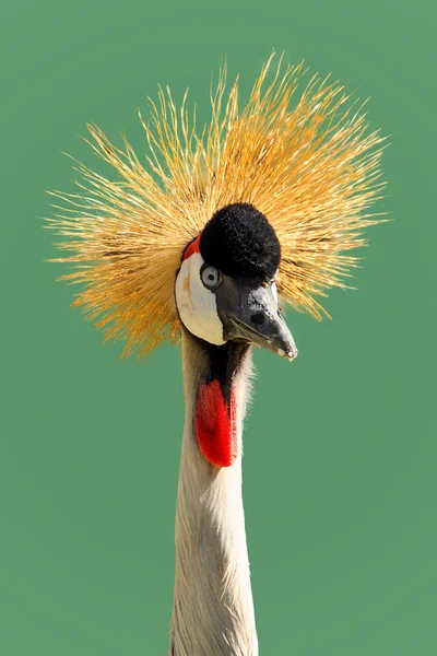 Grey Crowned Crane — Stock Photo, Image