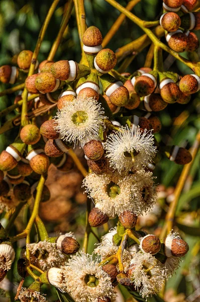 Eucaliptus flowers and buds — Stock Photo, Image