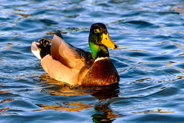 Mallard erkek — Stok fotoğraf