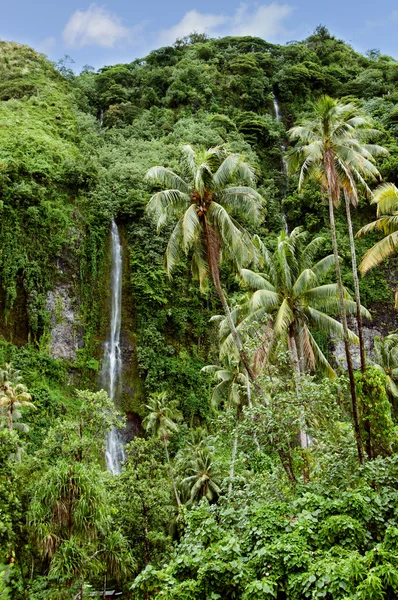 あふれんばかりの植物と滝 — ストック写真