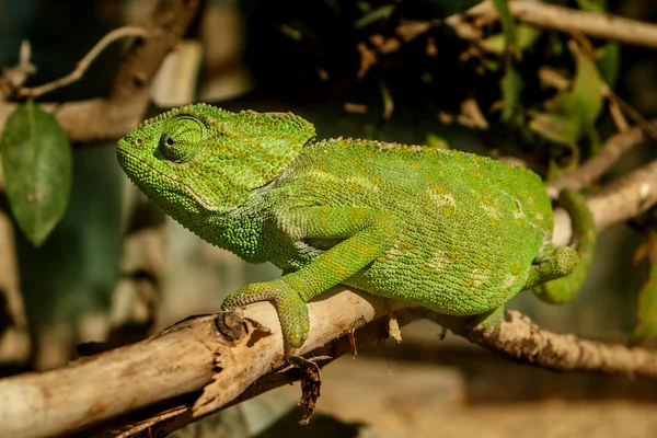 Grünes Chamäleon — Stockfoto