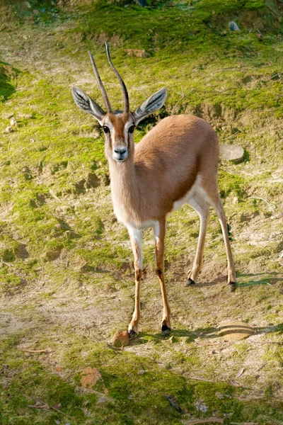 African Gazelle — Stock Photo, Image