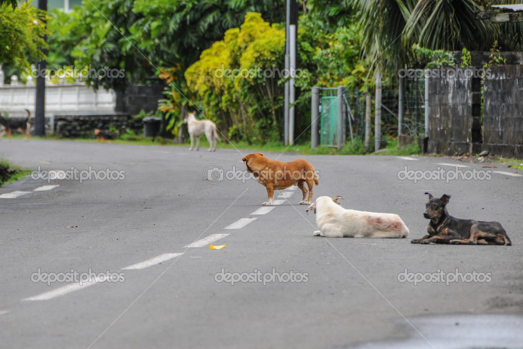 Dog on the road — Stock Photo © danielbarquero 43912013