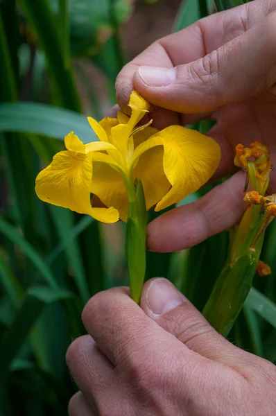 Iris pseudacorus —  Fotos de Stock