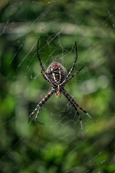 Araneus örümcek — Stok fotoğraf