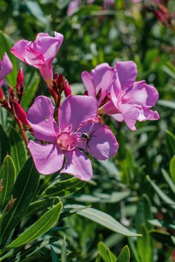 Nerium oleander çiçekler