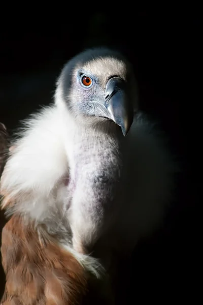 The eye of the Griffon Vulture — Stock Photo, Image