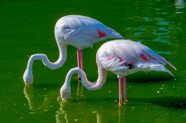 A Pair of Flamingoes — Stock Photo, Image