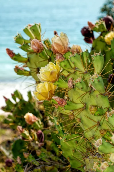 Opuntia ficus-indica by the Sea — Stock Photo, Image