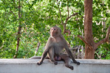 duvar çimento üzerinde oturan maymun (rhesus makak)
