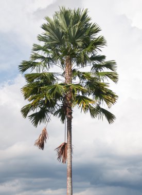 tropikal palmiye ağacı mavi gökyüzü altında