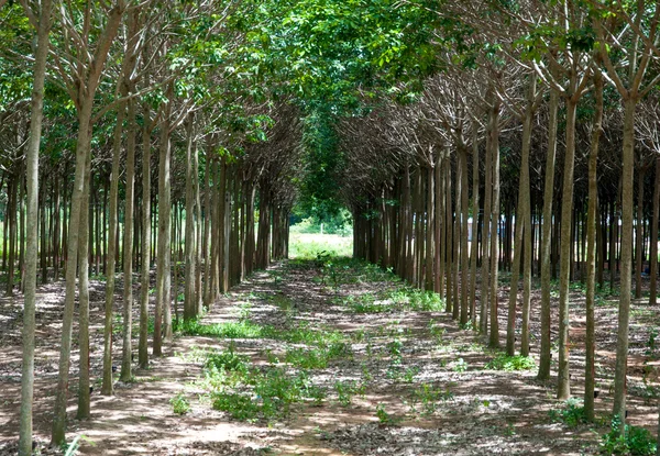 Δέντρο σήραγγα. φυτείες καουτσούκ στις νότιες, Ταϊλάνδη — Φωτογραφία Αρχείου