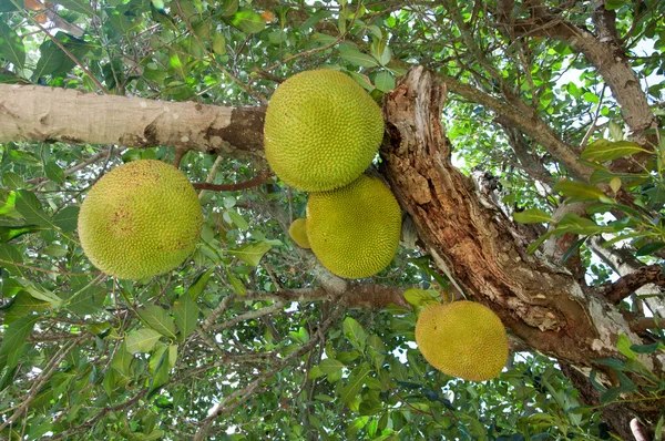 Jackfruit sull'albero — Foto Stock