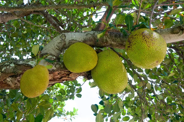 Jackfrucht auf dem Baum — Stockfoto