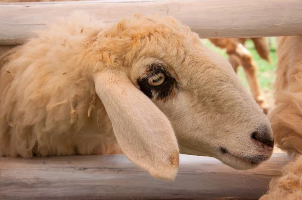 頭の白い羊、タイ. — ストック写真