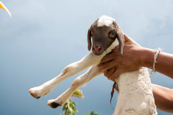 Carries of small baby sheep or lamb — Stock Photo, Image