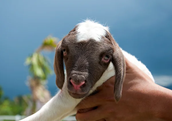 Carries of small baby sheep or lamb — Stock Photo, Image