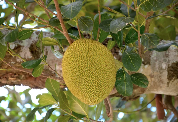 Jackfrucht auf dem Baum — Stockfoto