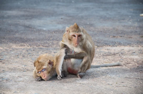 Dois macacos a limpar-se uns aos outros — Fotografia de Stock