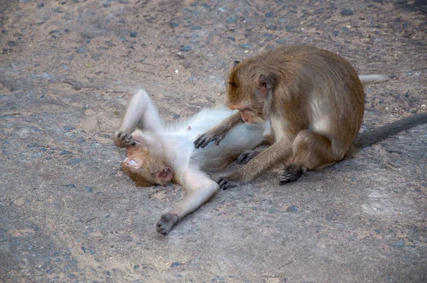 Dos monos limpiándose entre sí — Foto de Stock