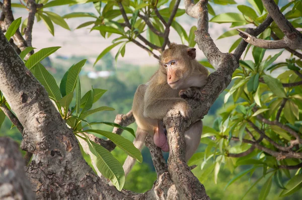 Обезьяна (Macaque rhesus) сидит на дереве — стоковое фото