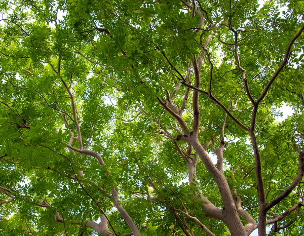 Sotto l'ombra di un albero . — Foto Stock