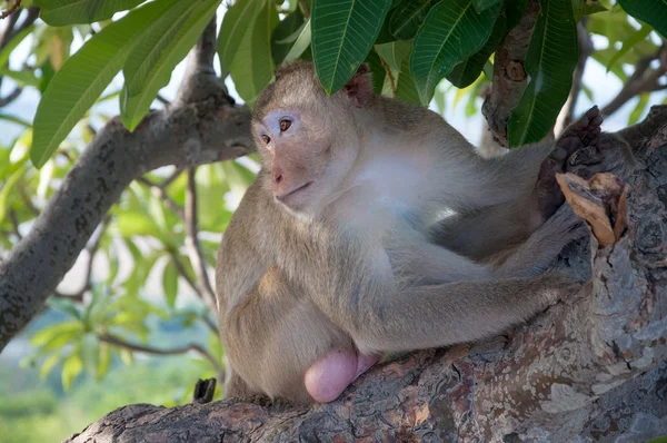 Opice (makak rhesus) sedí na stromě — Stock fotografie