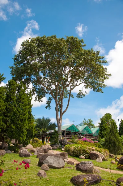 정원에서 큰 나무. — 스톡 사진