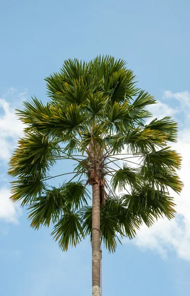 Palmier tropical sous un ciel bleu — Photo