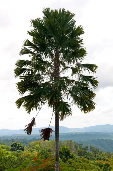 Tropical palm tree — Stock Photo, Image