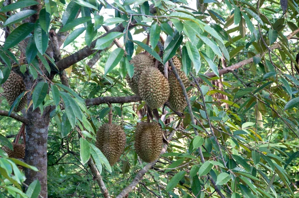 Durian Baum im Garten von Thailand — Stockfoto