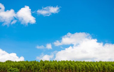 yeşil ve mavi gökyüzü bulutlu çam ağaçları