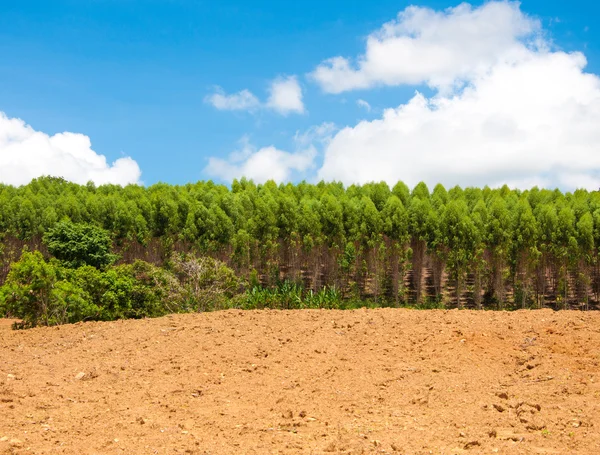 Árboles de pino cielo verde y azul con nubes —  Fotos de Stock