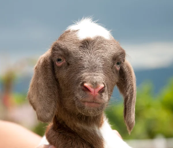 Small baby sheep or lamb — Stock Photo, Image