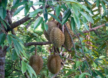 Durian ağaç Tayland Bahçe
