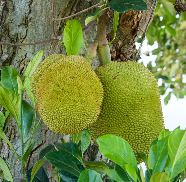 Jackfruit na stromě — Stock fotografie