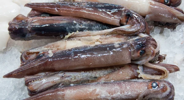 Fresh squid in the market — Stock Photo, Image
