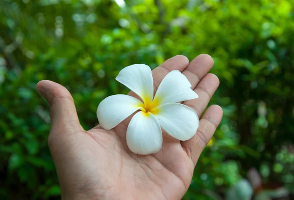 White frangipani flowers on hand with leaves in background — Stock Photo, Image