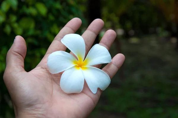 White frangipani flowers on hand with leaves in background — Stock Photo, Image
