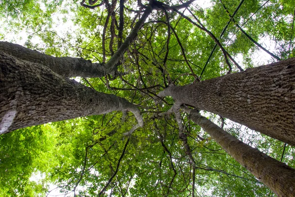 Sotto l'ombra di un albero . — Foto Stock