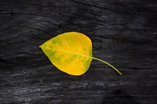 Yellow bodhi leaf on the old timber — Stock Photo, Image