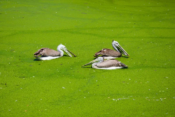 Pájaro cigüeña pintado en pantano — Foto de Stock