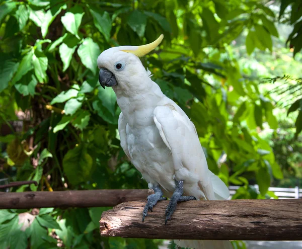 Cockatoo bird on the tree — Stock Photo, Image