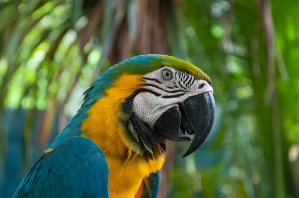 Parrot macaw — Stock Photo, Image